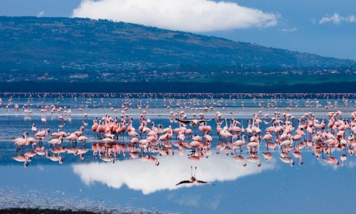Розовые фламинго на озере Накуру