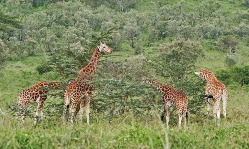 Угандийский жираф